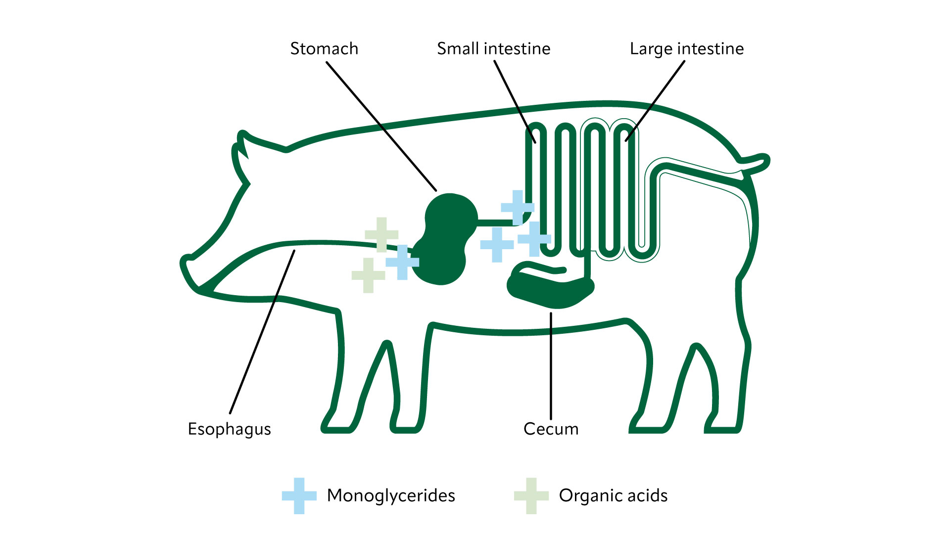 Illustration of a pig’s digestive system with symbols indicating the presence of monoglycerides and organic acids in different parts of the digestive tract. 