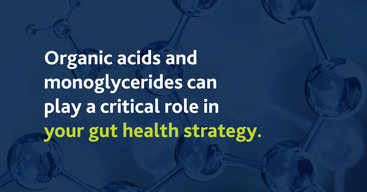 An image with text: Organic acids and monoglycerides in gut health strategy.