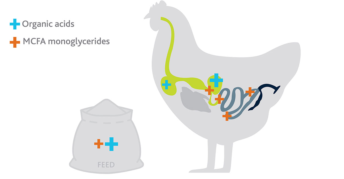 Poultry and feed gastrointestinal tract graphic.