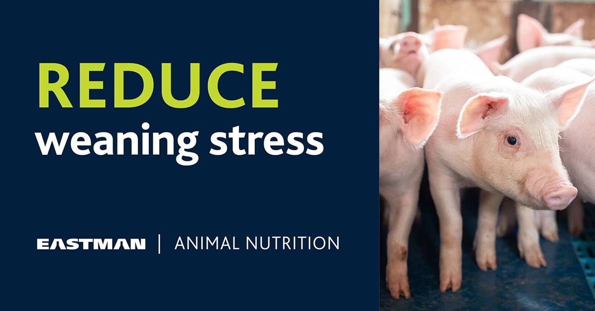 Reduce weaning stress on your swine with Eastman animal nutrition 