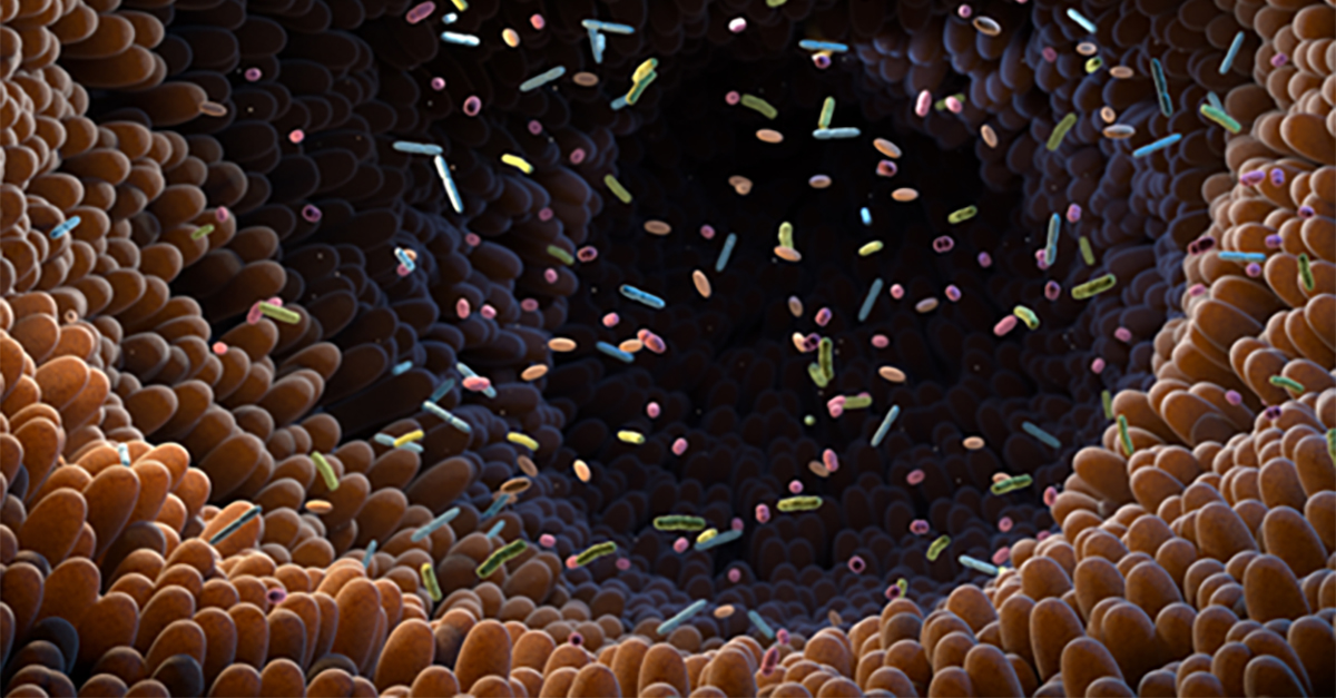 Poultry and feed gastrointestinal tract graphic.
