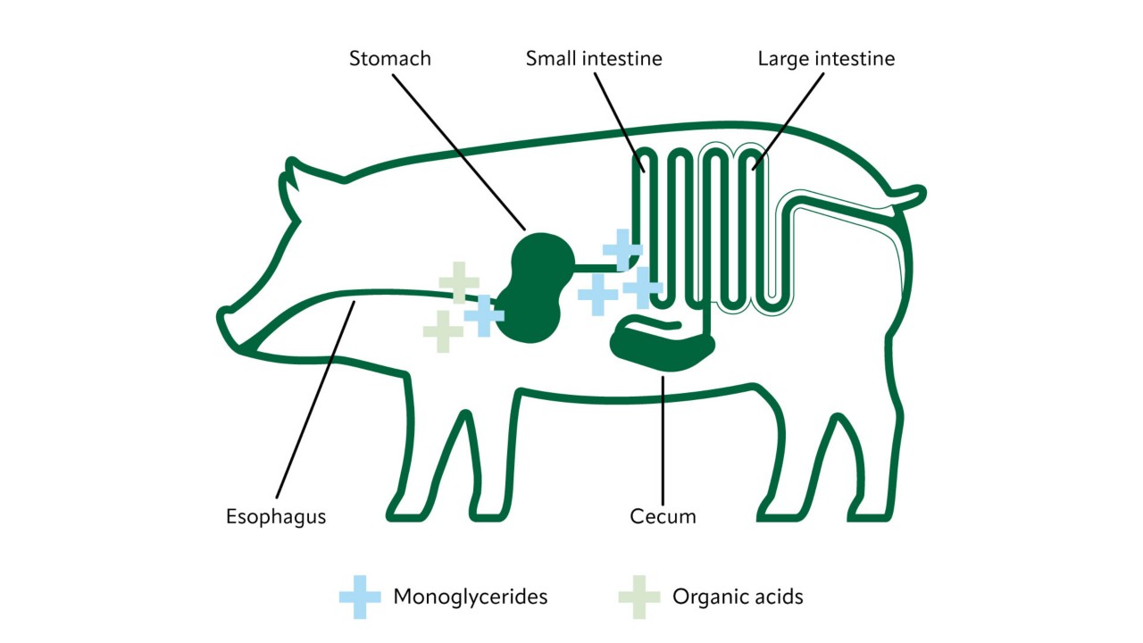 Illustration of a pig’s digestive system with symbols indicating the presence of monoglycerides and organic acids in different parts of the digestive tract. 